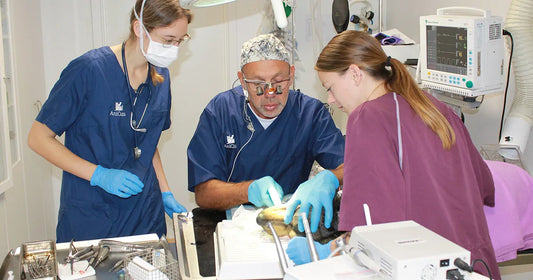 Veterinærregler