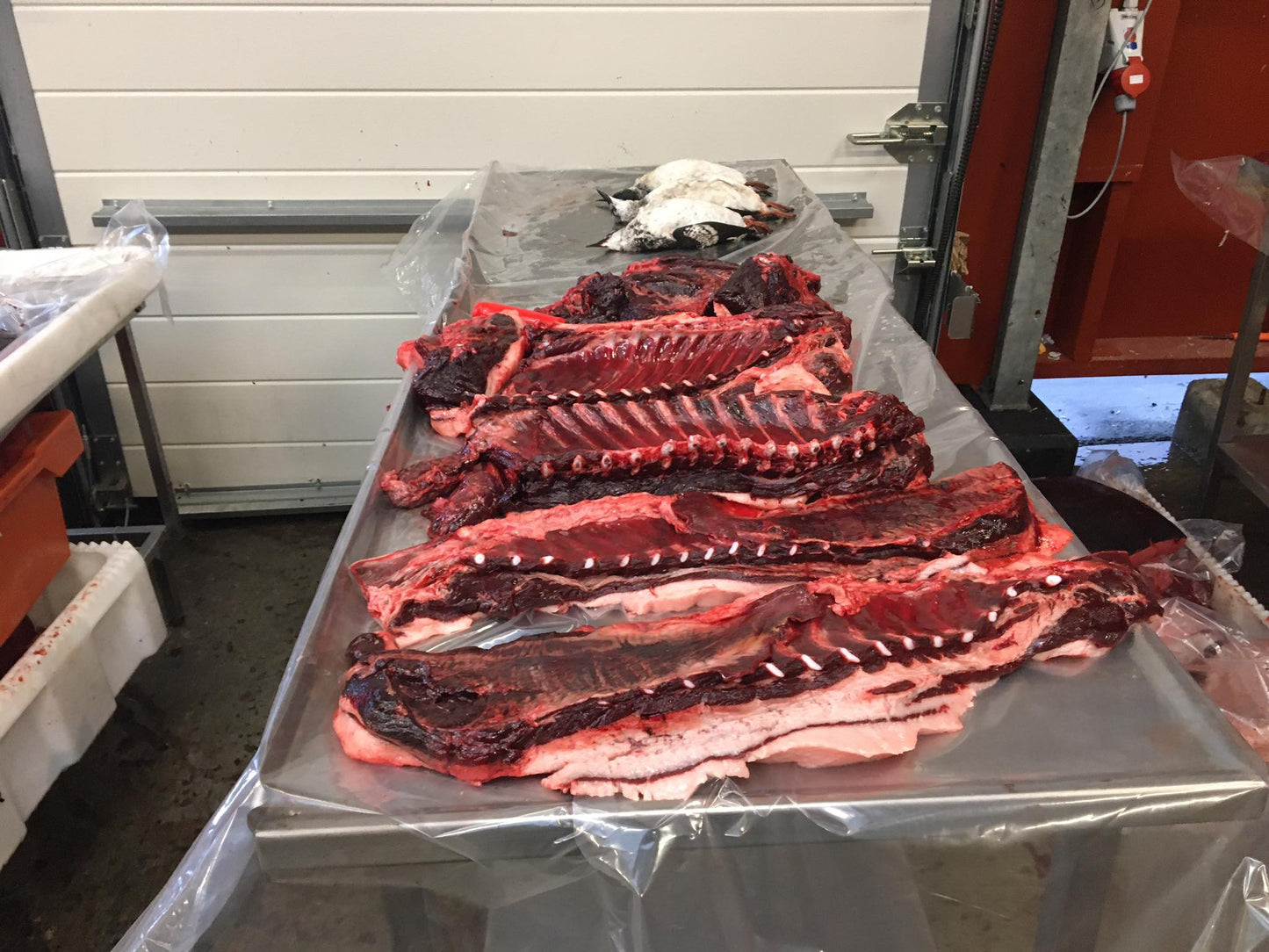 Natsiup neqaa kilomut <br>Ringsæl ung 1 kilo