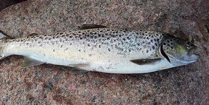 Trout from Royal Greenland